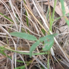 Grona varians at Bemboka River Reserve - 2 Jan 2017