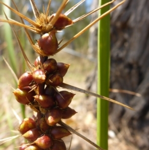 Lomandra longifolia at Bemboka River Reserve - 2 Jan 2017