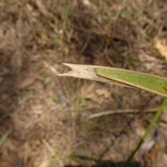 Lomandra longifolia at Bemboka River Reserve - 2 Jan 2017