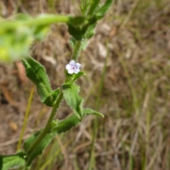 Cynoglossum australe (Australian Forget-me-not) at Bemboka River Reserve - 2 Jan 2017 by JanetRussell