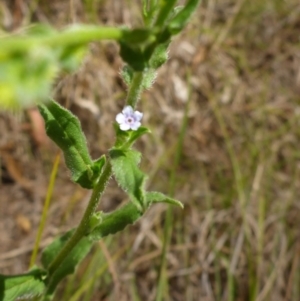 Cynoglossum australe at Bemboka River Reserve - 2 Jan 2017 01:56 PM