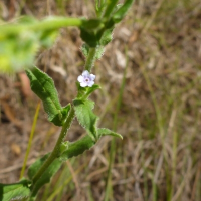 Cynoglossum australe (Australian Forget-me-not) at Bemboka, NSW - 2 Jan 2017 by JanetRussell