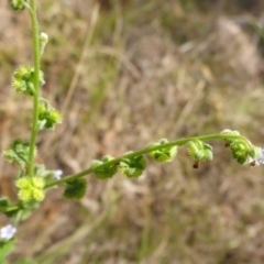 Cynoglossum australe at Bemboka River Reserve - 2 Jan 2017 01:56 PM