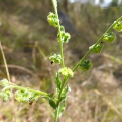 Cynoglossum australe at Bemboka River Reserve - 2 Jan 2017 01:56 PM