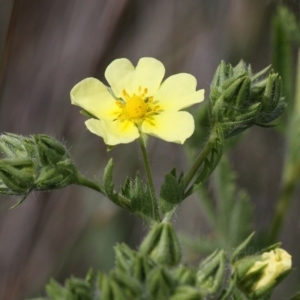 Potentilla recta at Rendezvous Creek, ACT - 26 Dec 2016