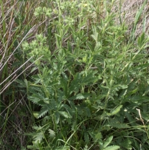 Potentilla recta at Rendezvous Creek, ACT - 26 Dec 2016