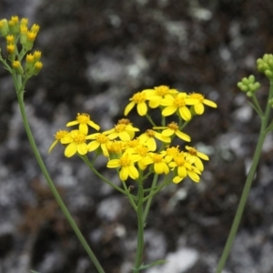 Senecio linearifolius at Tennent, ACT - 1 Jan 2017 11:06 AM