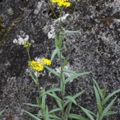 Senecio linearifolius at Tennent, ACT - 1 Jan 2017