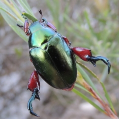 Repsimus manicatus montanus (Green nail beetle) at Paddys River, ACT - 4 Jan 2017 by michaelb