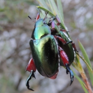 Repsimus manicatus montanus at Paddys River, ACT - 4 Jan 2017