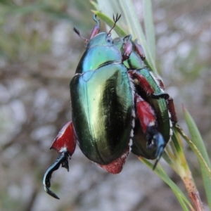 Repsimus manicatus montanus at Paddys River, ACT - 4 Jan 2017 06:21 PM