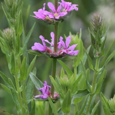 Lythrum salicaria (Purple Loosestrife) at Tennent, ACT - 1 Jan 2017 by HarveyPerkins