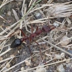 Myrmecia sp. (genus) (Bull ant or Jack Jumper) at Tennent, ACT - 1 Jan 2017 by HarveyPerkins