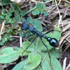 Myrmecia tarsata (Bull ant or Bulldog ant) at QPRC LGA - 7 Jan 2010 by HarveyPerkins