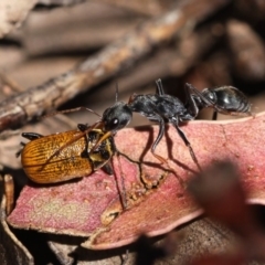 Myrmecia sp., pilosula-group (Jack jumper) at Cotter River, ACT - 23 Nov 2014 by HarveyPerkins