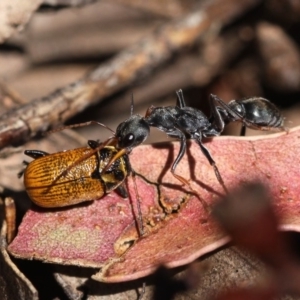 Myrmecia sp., pilosula-group at Cotter River, ACT - 23 Nov 2014