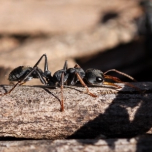 Myrmecia sp., pilosula-group at Cotter River, ACT - 23 Nov 2014