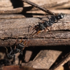 Myrmecia sp., pilosula-group at Cotter River, ACT - 23 Nov 2014