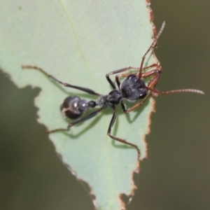 Myrmecia sp., pilosula-group at Mount Clear, ACT - 30 Dec 2015 05:30 PM