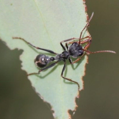 Myrmecia sp., pilosula-group (Jack jumper) at Mount Clear, ACT - 30 Dec 2015 by HarveyPerkins