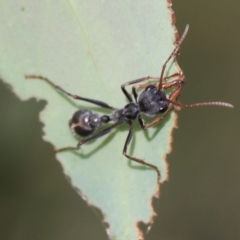 Myrmecia sp. (genus) (Bull ant or Jack Jumper) at Mount Clear, ACT - 30 Dec 2015 by HarveyPerkins