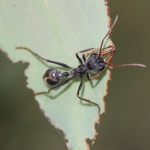 Myrmecia sp. (genus) at Mount Clear, ACT - 30 Dec 2015