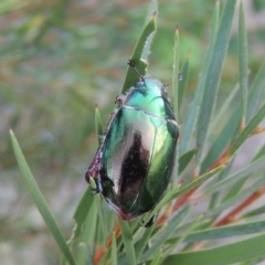 Repsimus manicatus montanus (Green nail beetle) at Gigerline Nature Reserve - 4 Jan 2017 by michaelb