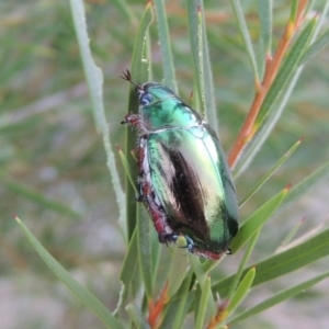 Repsimus manicatus montanus at Tennent, ACT - 4 Jan 2017