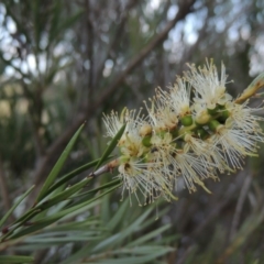 Callistemon sieberi (River Bottlebrush) at Gigerline Nature Reserve - 4 Jan 2017 by michaelb