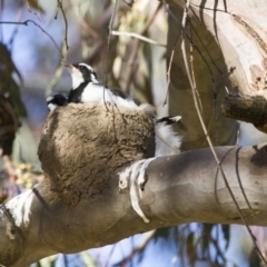 Grallina cyanoleuca at Higgins, ACT - 17 Nov 2016