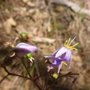 Dianella longifolia var. longifolia at Bemboka River Reserve - 2 Jan 2017