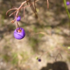 Dianella longifolia var. longifolia at Bemboka River Reserve - 2 Jan 2017