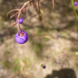 Dianella longifolia var. longifolia at Bemboka River Reserve - 2 Jan 2017