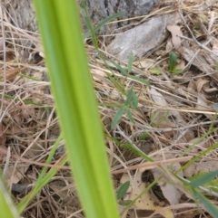 Dianella longifolia var. longifolia at Bemboka River Reserve - 2 Jan 2017