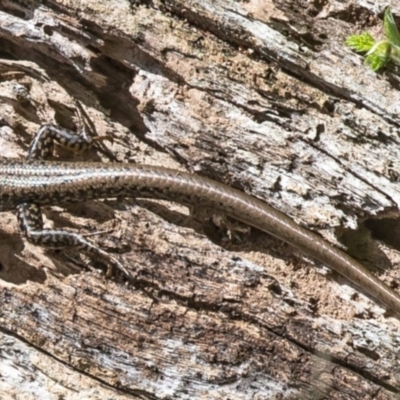 Eulamprus heatwolei (Yellow-bellied Water Skink) at Namadgi National Park - 4 Jan 2017 by Roger