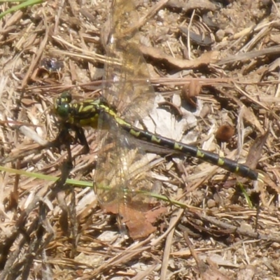 Unidentified Damselfly (Zygoptera) at Bemboka River Reserve - 2 Jan 2017 by JanetRussell