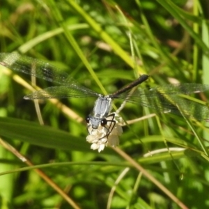 Griseargiolestes eboracus at Rendezvous Creek, ACT - suppressed