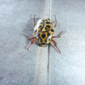 Neorrhina punctatum at Reid, ACT - 5 Jan 2017