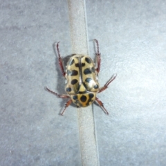 Neorrhina punctatum at Reid, ACT - 5 Jan 2017