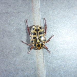 Neorrhina punctatum at Reid, ACT - 5 Jan 2017