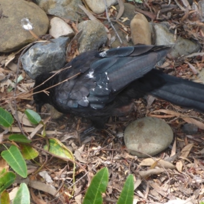 Corcorax melanorhamphos (White-winged Chough) at Acton, ACT - 5 Jan 2017 by JanetRussell