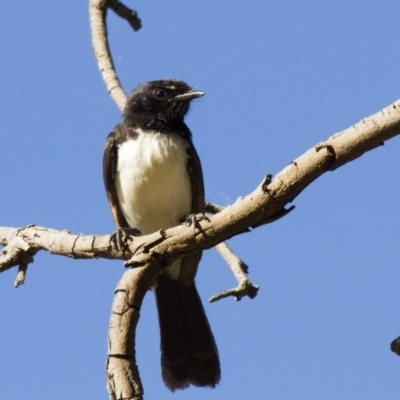 Rhipidura leucophrys (Willie Wagtail) at Higgins, ACT - 26 Dec 2016 by AlisonMilton