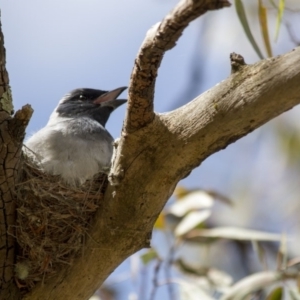 Coracina novaehollandiae at Scullin, ACT - 21 Nov 2016