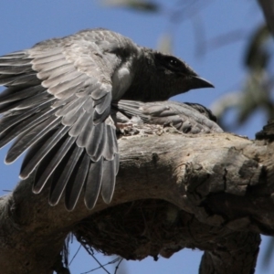 Coracina novaehollandiae at Scullin, ACT - 21 Nov 2016