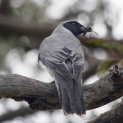 Coracina novaehollandiae at Scullin, ACT - 21 Nov 2016