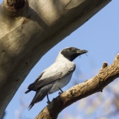 Coracina novaehollandiae at Scullin, ACT - 21 Nov 2016