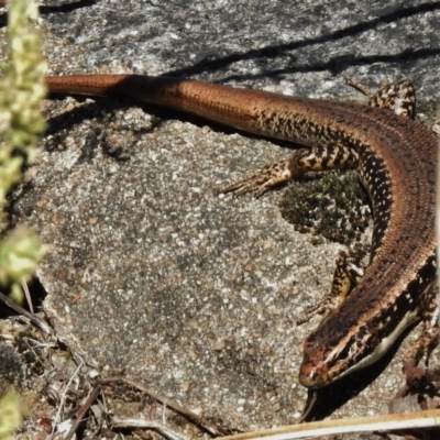 Eulamprus heatwolei (Yellow-bellied Water Skink) at Booth, ACT - 5 Jan 2017 by JohnBundock