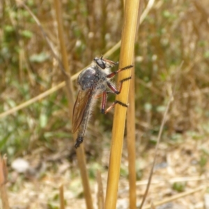 Neoaratus hercules at Molonglo Valley, ACT - 6 Jan 2017 11:06 AM