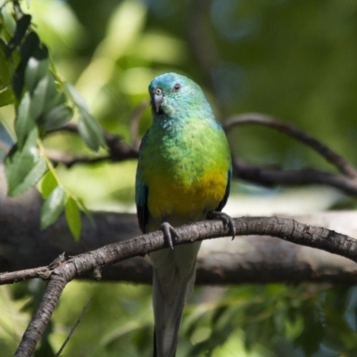 Psephotus haematonotus (Red-rumped Parrot) at Higgins, ACT - 17 Dec 2016 by AlisonMilton