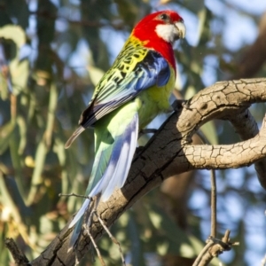 Platycercus eximius at Scullin, ACT - 21 Nov 2016